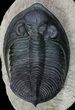 Detailed Zlichovaspis Trilobite - Atchana, Morocco #69748-1